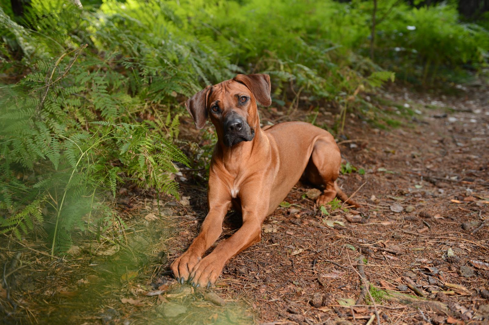 Rhodesian-Ridgeback-Hündin Nala im Wald bei Eppertshausen