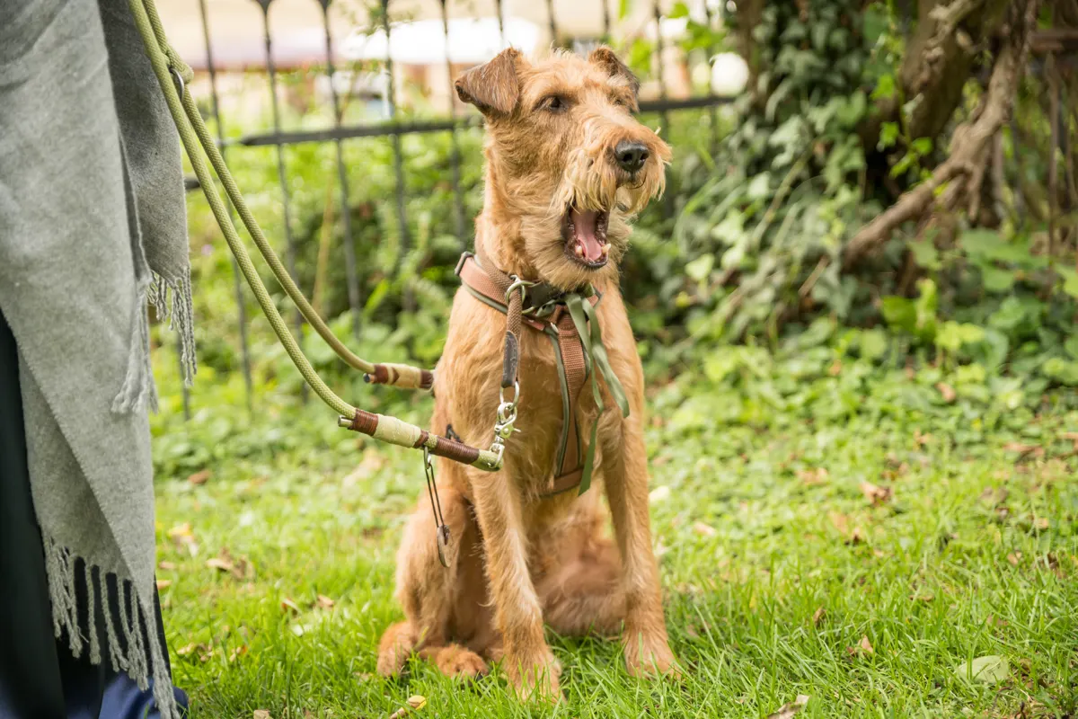 Hund wartet auf der Wiese – Hochzeit Vanessa & Dennis